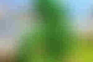 Фотография городского квеста Поймать шута: игра в догонялки (delete) от компании Delete (Фото 3)