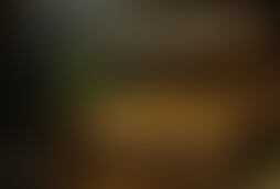 Фотография ролевого квеста Золотая лихорадка в Кэндиленде от компании Взаперти (Фото 1)